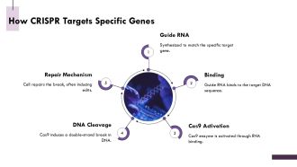 CRISPR Cas9 Gene Editing Mechanism And Applications Overview PPT Demonstration AT Downloadable Attractive