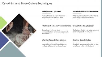 Cytokinins And Tissue Culture Techniques PPT Example ST AI SS Cytokinins And Tissue Culture Techniques PPT Example ST AI SS