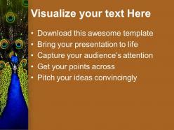 Dancing peacock beauty powerpoint templates ppt themes and graphics 0213