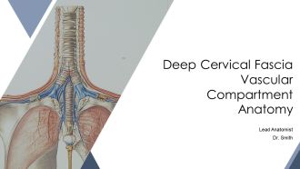 Deep Cervical Fascia Vascular Compartment Anatomy PPT Demonstration AT