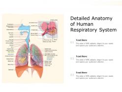 Detailed anatomy of human respiratory system