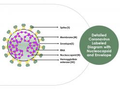 Detailed coronavirus labeled diagram with nucleocapsid and envelope