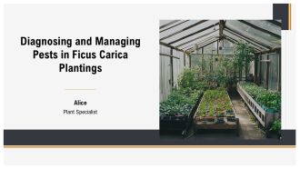 Diagnosing And Managing Pests In Ficus Carica Plantings PPT Information AT