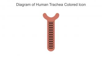 Diagram Of Human Trachea Colored Icon In Powerpoint Pptx Png And Editable Eps Format