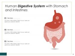 Digestive individual system anatomy intestines