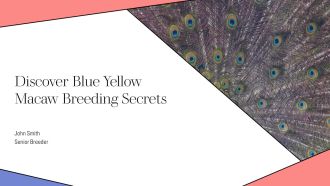Discover Blue Yellow Macaw Breeding Secrets PPT Presentation AT