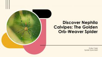 Discover Nephila Calvipes The Golden Orb Weaver Spider PPT Slides ST AI