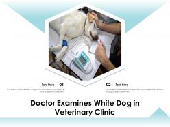 Doctor examines white dog in veterinary clinic