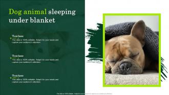 Dog Animal Sleeping Under Blanket