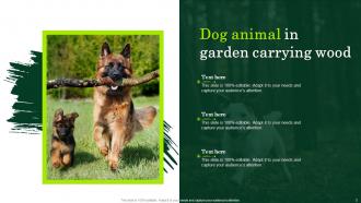 Dog Images Animal Powerpoint Ppt Template Bundles