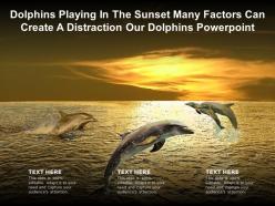 Dolphins playing in the sunset many factors can create a distraction our dolphins powerpoint