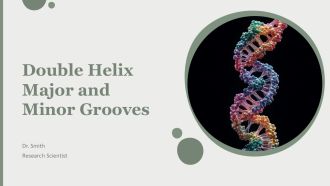 Double Helix Major And Minor Grooves PPT Guidelines AT