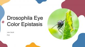 Drosophila Eye Color Epistasis PPT Designs ACP