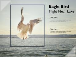 Eagle bird flight near lake