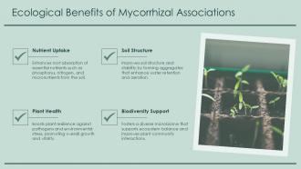 Ecological Benefits Of Mycorrhizal Associations PPT Information ACP