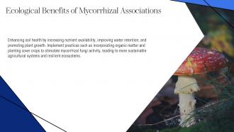 Ecological Benefits Of Mycorrhizal Associations PPT Structure ACP