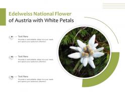 Edelweiss National Flower Of Austria With White Petals