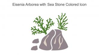 Eisenia Arborea With Sea Stone Colored Icon In Powerpoint Pptx Png And Editable Eps Format