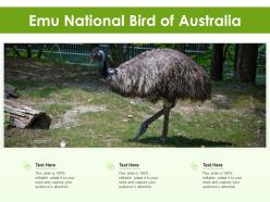 Emu national bird of australia