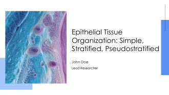 Epithelial Tissue Organization Simple Stratified Pseudostratified PPT Sample AT