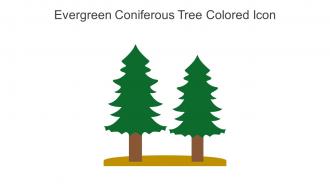 Evergreen Coniferous Tree Colored Icon In Powerpoint Pptx Png And Editable Eps Format