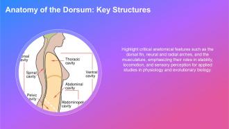 Exploring The Dorsum Anatomy Function And Insights PPT Slides ST AI Pre-designed Adaptable