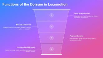 Exploring The Dorsum Anatomy Function And Insights PPT Slides ST AI Template Pre-designed