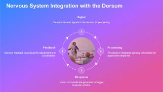 Exploring The Dorsum Anatomy Function And Insights PPT Slides ST AI Image Pre-designed