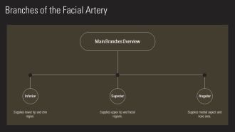 Facial Artery Anatomy And Clinical Relevance PPT Sample AT Images Image