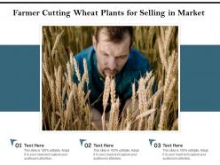 Farmer cutting wheat plants for selling in market