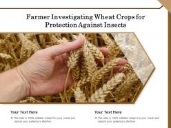 Farmer investigating wheat crops for protection against insects