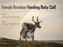 Female reindeer feeding baby calf