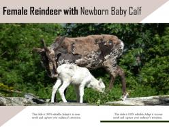 Female reindeer with newborn baby calf