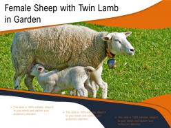 Female sheep with twin lamb in garden