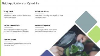 Field Applications Of Cytokinins PPT Example ST AI SS Field Applications Of Cytokinins PPT Example ST AI SS