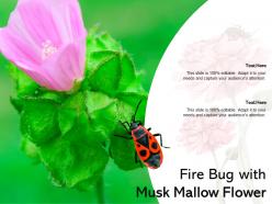 Fire bug with musk mallow flower