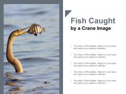 Fish caught by a crane image