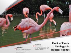 Flock of exotic flamingos in tropical habitat