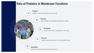 Fluid Mosaic Model Of The Cell Membrane PPT PowerPoint AT Pre designed Slides