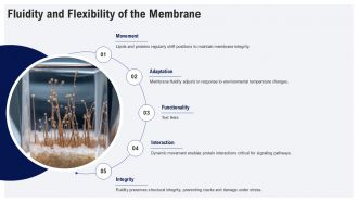 Fluid Mosaic Model Of The Cell Membrane PPT PowerPoint AT Template Idea