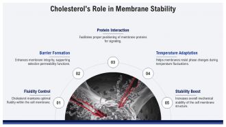 Fluid Mosaic Model Of The Cell Membrane PPT PowerPoint AT Images Idea