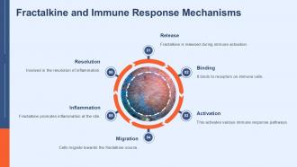 Fractalkine Key Role In Immune Response And Inflammation PPT Template ST AI Multipurpose Customizable