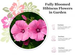 Fully bloomed hibiscus flowers in garden