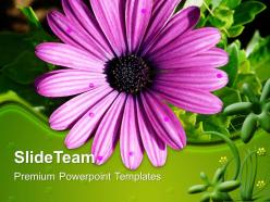 Garden nature powerpoint templates gerbera flower growth ppt themes