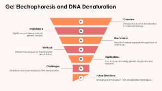 Gel Electrophoresis And DNA Denaturation PPT Sample ACP