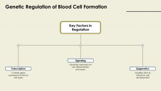 Genetic Regulation Of Blood Cell Formation PPT Mockup ACP