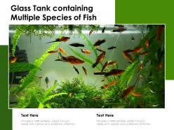 Glass Tank Containing Multiple Species Of Fish