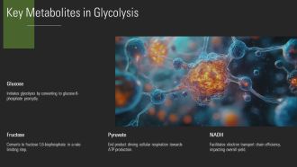 Glycolysis Steps Explained In Detail PPT Slides AT Compatible Impressive