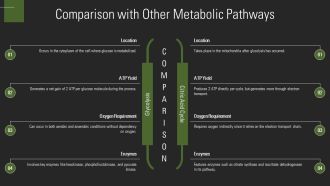 Glycolysis Steps Explained In Detail PPT Slides AT Colorful Impressive