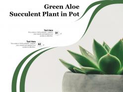 Green aloe succulent plant in pot